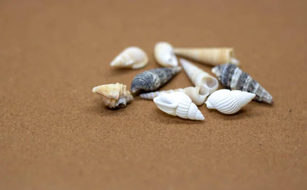 Conchas en la arena de cerca, Seashell en la playa de arena al atardecer, Primer plano de un montón de diferentes conchas de colores mixtos como fondo . — Foto de Stock
