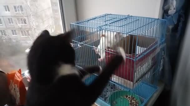 Katze Spielt Mit Einer Ratte — Stockvideo