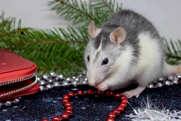 新年のクリスマスラットシンボル2020 。ネズミの年だ。中国の旧正月2020 。クリスマスのおもちゃ、ボケ。クリスマスの装飾の背景にラット。クリスマスグリーティングカードテンプレート — ストック写真