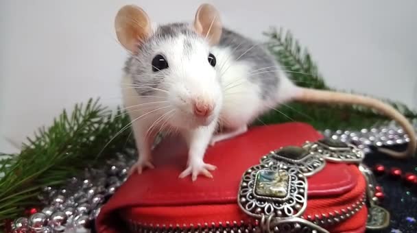 Szczęśliwego Nowego Roku 2020 Srebrny Szczur — Wideo stockowe