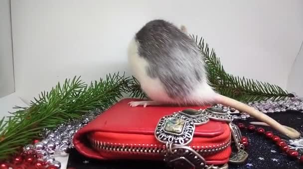 Σύμβολο Του 2020 Είναι Rat Christmas Σύνθεση — Αρχείο Βίντεο