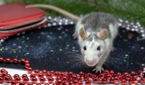 Rat de Noël Symbole de la nouvelle année 2020. Année du rat. Nouvel An chinois 2020. Jouets de Noël, bokeh. Rat sur le fond des décorations de Noël. Modèle de carte de voeux de Noël — Photo