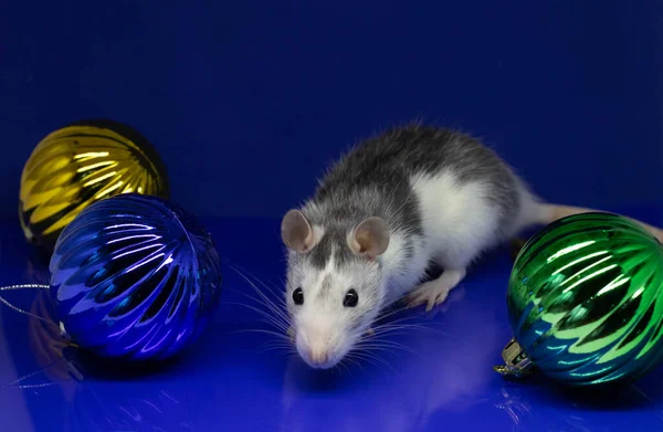 Rat de Noël Symbole de la nouvelle année 2020. Année du rat. Nouvel An chinois 2020. Jouets de Noël, bokeh. Rat sur le fond des décorations de Noël . — Photo
