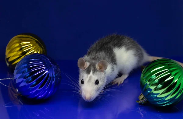 Rata de Navidad Símbolo del nuevo año 2020. Año de la rata. Año Nuevo chino 2020. Juguetes de Navidad, bokeh. Rata en el fondo de las decoraciones navideñas . —  Fotos de Stock