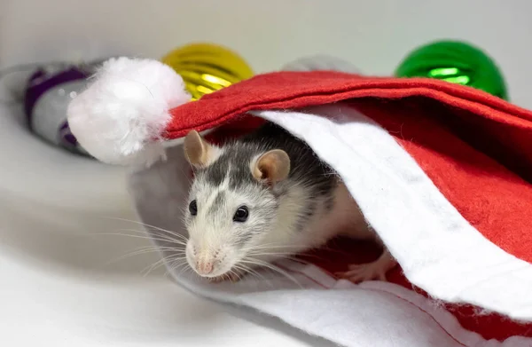 Gris souris marche parmi les attributs du Nouvel An. L'animal se prépare pour Noël. Le concept de la célébration, costumes, décorations. Le symbole de l'année 2020. Année du rat. Inscription rouge 2020 — Photo