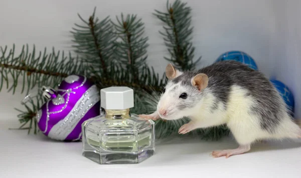Rat d'argent sur fond blanc assis un rond une bouteille de parfum . — Photo