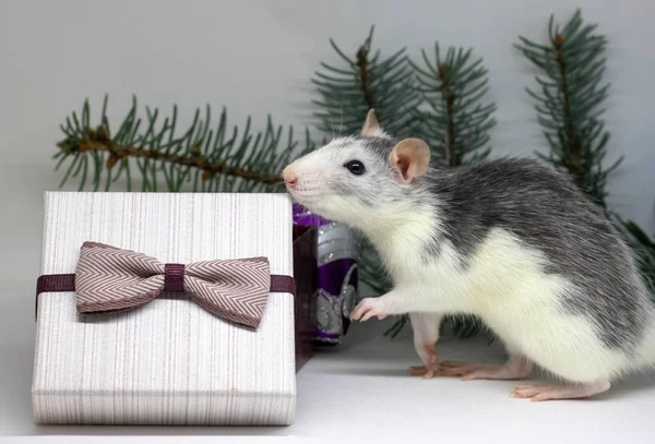 Rata de plata y regalos. Rata en el fondo de las decoraciones navideñas. Símbolo de 2020. año de rata . —  Fotos de Stock