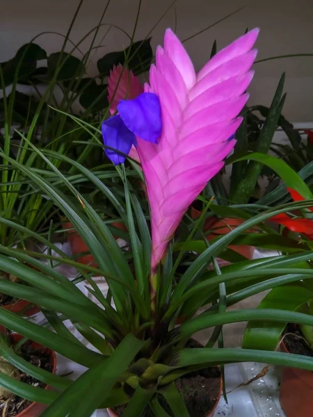 Composição com belas flores florescendo no fundo de cor — Fotografia de Stock