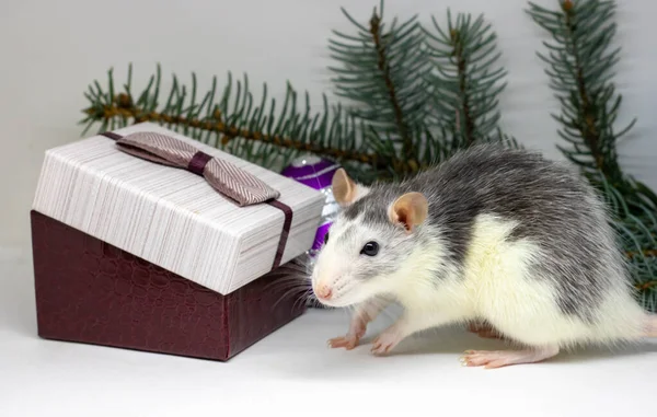 Silberratte und Geschenke. Ratte auf dem Hintergrund der Weihnachtsdekoration. Symbol für 2020. Jahr der Ratte. — Stockfoto
