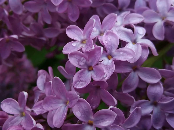 Macro imagem de flores lilás violeta primavera, fundo floral macio abstrato — Fotografia de Stock