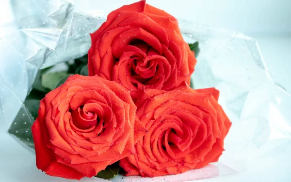 Три розовые розы изолированы на белом фоне — стоковое фото