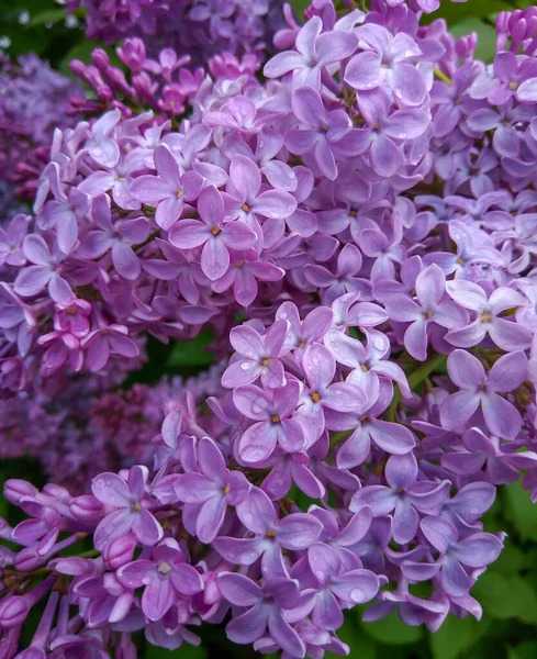 Macro imagem de flores lilás violeta primavera, fundo floral macio abstrato — Fotografia de Stock