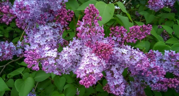 O lilás floresce. Um belo bando de fechamentos lilás. Lilac Floração. Lilac Bush Bloom. Flores de lilás no jardim . — Fotografia de Stock