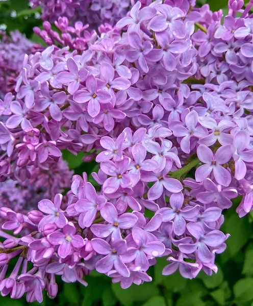 Macro imagem de flores lilás violeta primavera, fundo floral macio abstrato — Fotografia de Stock