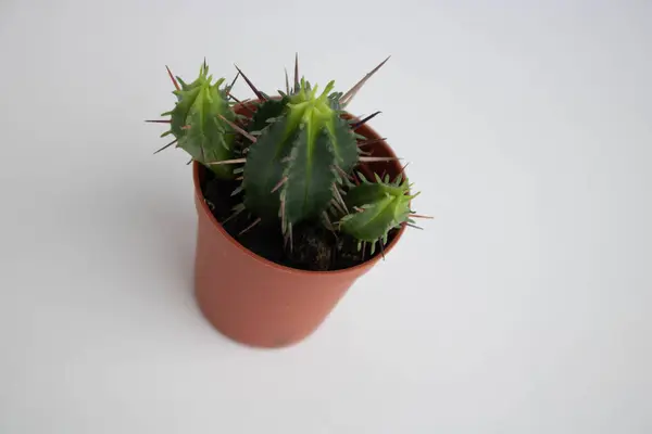 Cactus isolé sur fond blanc. Aloès et autres succulents dans un pot en céramique colorée . — Photo