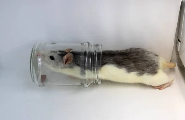 Le rat blanc se tient sur ses pattes postérieures et ses pattes antérieures reposent sur un bocal transparent. Sur fond blanc . — Photo
