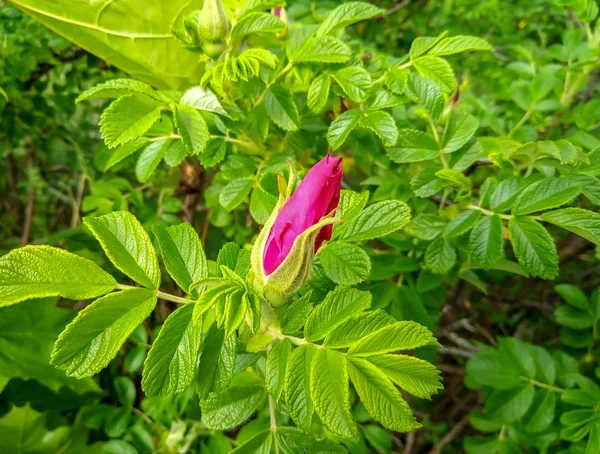 Nypon knopp tätt omgiven av gröna blad i trädgården. Filial av hund-ros blomma med blad. Vildros blommar. Makro. — Stockfoto