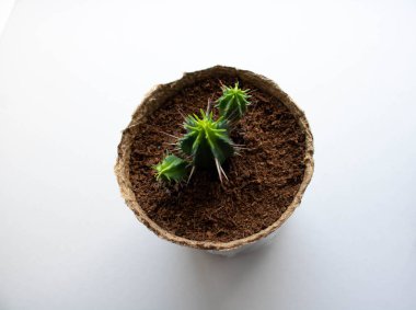 Kaktüs, beyaz arka planda izole edilmiş. Kahverengi bir tencerede yeşil bir kaktüs.