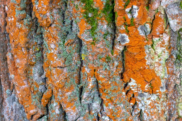 Old wood tree texture background pattern n.nature abstract — стоковое фото