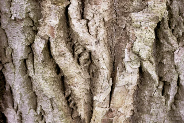 Παλιά ξύλο δέντρο υφή μοτίβο φόντου. αφηρημένη — Φωτογραφία Αρχείου