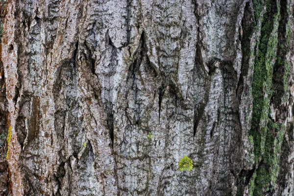 Stare drzewo tekstury tła wzorzyste.natura powierzchni — Zdjęcie stockowe