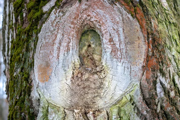 Szorstka powierzchnia pnia drzewa z dużym węzłem drzewa otoczony zielonym mchem tekstury tła — Zdjęcie stockowe