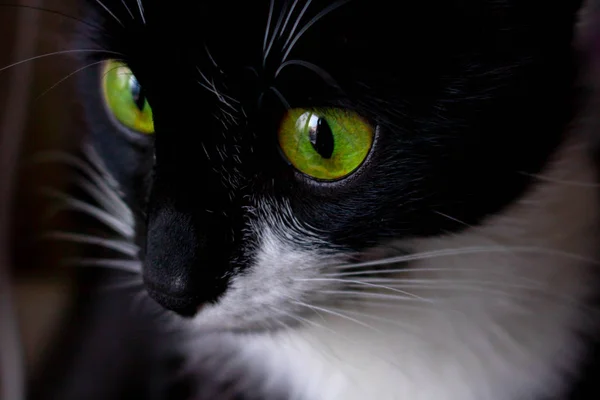 Schwarzes Katzenmädchen mit grünen Augen in Nahaufnahme. — Stockfoto