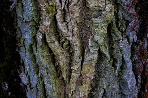 Oude hout boom textuur achtergrond patroon.natuur abstract — Stockfoto