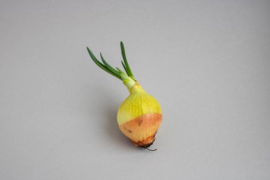 Yeşil soğan soğanı beyaz arka planda izole edilmiş. Kırpma yolu ile paket tasarımı ögesi.