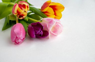 Beyaz arka planda bir buket renkli lale. Bahar çiçekleri. Renkli laleler, güzel lale çiçekleri kompozisyonu. Sevgililer Günü ya da Anneler Günü. 8 Mart Uluslararası Kadınlar Günü.