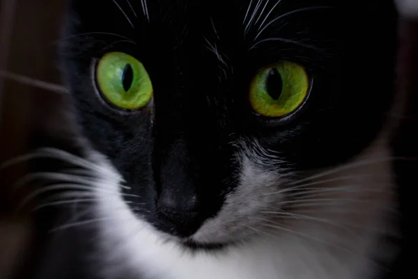 Gato Negro Chica Con Ojos Verdes Retrato Cerca — Foto de Stock