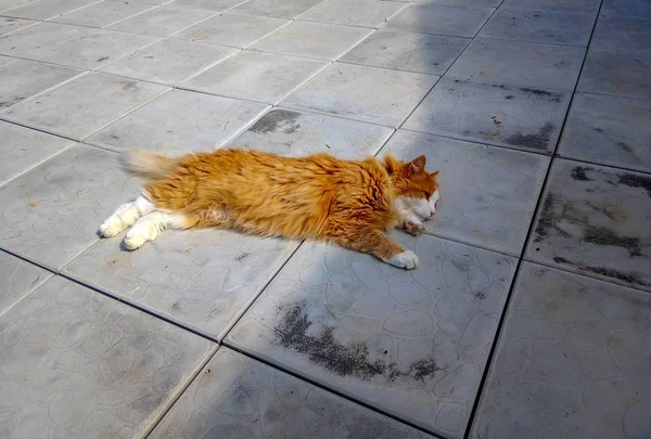 Μια Κόκκινη Γάτα Είναι Ξαπλωμένη Τσιμεντένιο Πλακάκι Κουρασμένη Κόκκινη Γάτα — Φωτογραφία Αρχείου