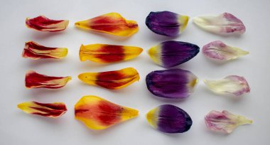 Beyaz arka planda güzel kuru çiçekler. desen