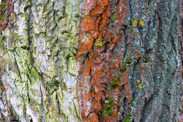 Παλιά Ξύλο Δέντρο Υφή Φόντο Pattern Nature Αφηρημένη — Φωτογραφία Αρχείου