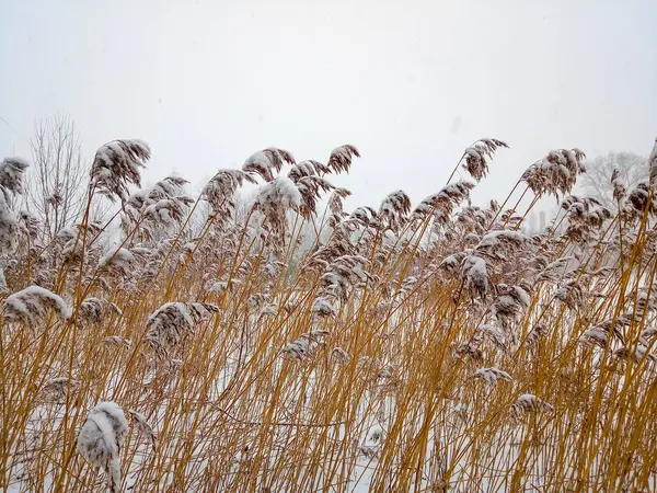 Droge Kust Riet Witte Sneeuw Natuurlijke Achtergrond Foto — Stockfoto