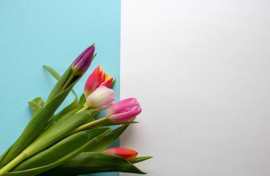 Beyaz ve mavi arka planda yeşil yapraklı çok renkli laleler. Kartpostal