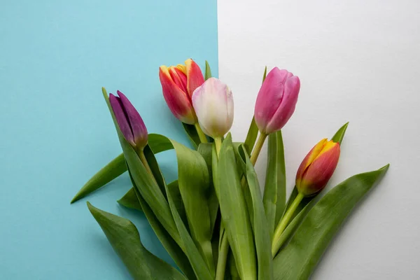 delicate multi-colored tulips with green leaves on a white and blue background.