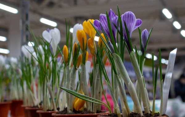 Вид Квітучі Весняні Квіти Які Ростуть Дикій Природі Вирощування Фіолетового — стокове фото