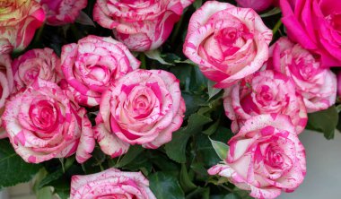 Çiçeklerin üzerinde narin güller açan yaz çiçekleri şenlikli arka plan, pastel ve yumuşak buket çiçekli kart