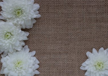 Çuval bezinde beyaz sprey kasımpatı