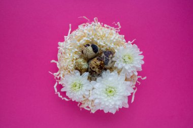 Paskalya yumurtaları. Pembe arka planda dekoratif bir yuvada bıldırcın yumurtası. Uzayı kopyala Paskalya kutlaması kavramı.