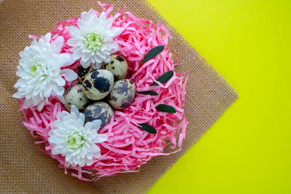 Перепелиные Яйца Декоративном Розовом Гнезде Принято Концепция Празднования Пасхи — стоковое фото