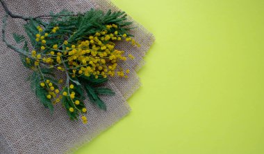 Kırsal kahverengi çuval bezi ve dal Mimosa sarı arka planda izole edildi.