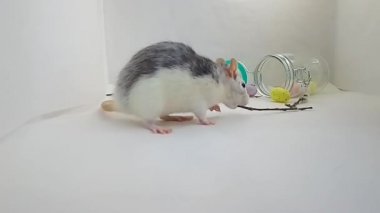 Beyaz fare temizlendi ve beyaz arkaplanda çalışıyor