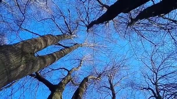 日中に白樺の木と公園のパノラマ 屋外では 太陽の光で 青空に対して 王冠や白樺の木の上に自然景観の下のビュー 左から右への滑らかな動き — ストック動画