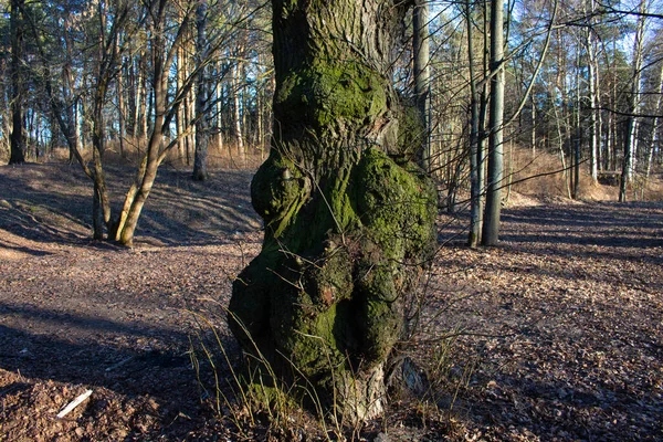 naturally fallen tree stump overgrown with green, succulent moss in a deciduous forest in early spring when the leaves have not yet blossomed and only the fallen leaves of last year\'s fall are around