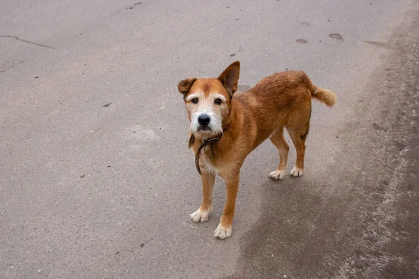 Velho Cão Triste Caminha Sozinho Rua — Fotografia de Stock