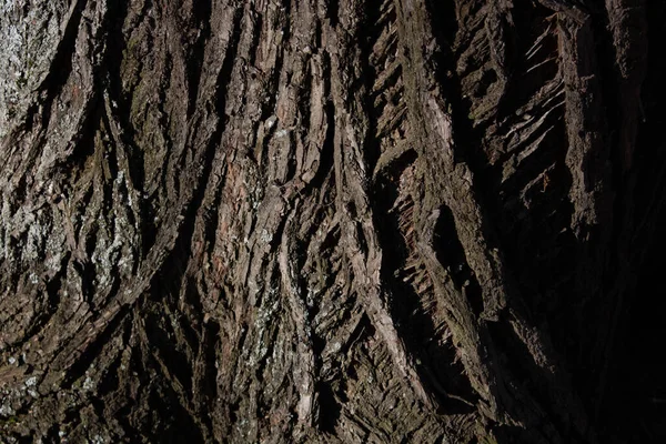 Φλοιός Φυσικής Υφής Έναν Παλιό Κορμό Δέντρου Linden Από Κοντά — Φωτογραφία Αρχείου