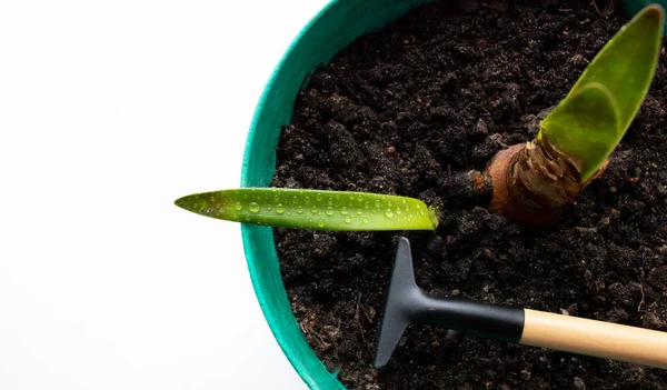 Propagación de plantas de interior. Brotes jóvenes plantan macetas en una maceta de arcilla y se colocan en el alféizar de la ventana en el apartamento de una casa viviente. Casa jardinería muestra — Foto de Stock