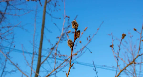 Branches avec de jeunes inflorescences de saules le matin du printemps sur fond de ciel bleu gros plan — Photo